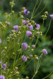 Attēlu rezultāti vaicājumam “Succisa pratensis flower”