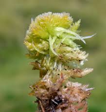 Attēlu rezultāti vaicājumam “Sphagnum compactum”