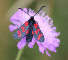 Attēlu rezultāti vaicājumam “Zygaena filipendulae”