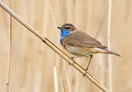 Image result for Luscinia sibilans