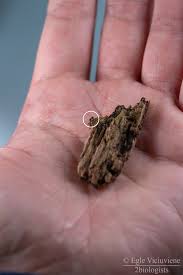 Attēlu rezultāti vaicājumam “Diderma montanum var. album macro”