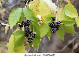 Attēlu rezultāti vaicājumam “Eleutherococcus sessiliflorus”