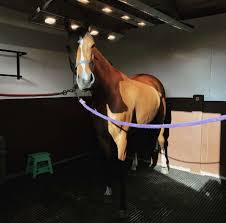 Image result for Bookham Riding School