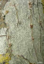 Attēlu rezultāti vaicājumam “Plectocarpon lichenum”