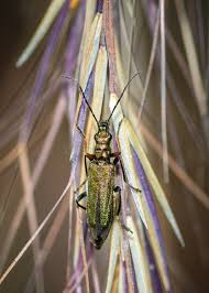 Attēlu rezultāti vaicājumam “Anogcodes melanurus”