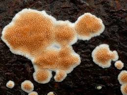 Attēlu rezultāti vaicājumam “Steccherinum ochraceum”