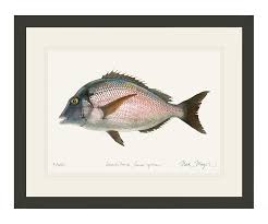 Image result for Stenotomus chrysops