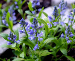 Attēlu rezultāti vaicājumam “Polygala amarella”