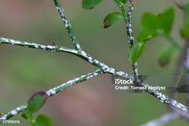 Attēlu rezultāti vaicājumam “Chionaspis salicis”