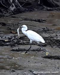 Image result for Egretta garzetta