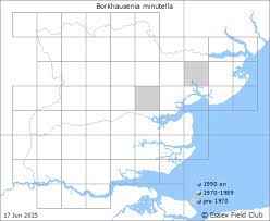 Attēlu rezultāti vaicājumam “Borkhausenia minutella”