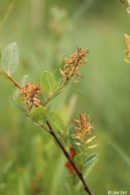 Attēlu rezultāti vaicājumam “Salix myrtilloides”