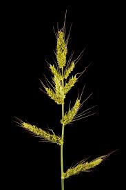 Attēlu rezultāti vaicājumam “Echinochloa crus-galli fruit”