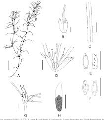 Attēlu rezultāti vaicājumam “Najadaceae”