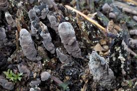 Attēlu rezultāti vaicājumam “Thelephora penicillata”