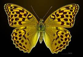 Attēlu rezultāti vaicājumam “Argynnis paphia female”