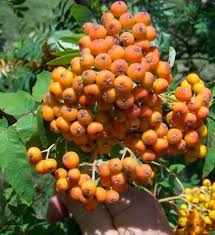 Attēlu rezultāti vaicājumam “Sorbus”