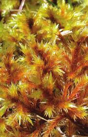 Attēlu rezultāti vaicājumam “Tomentypnum nitens”