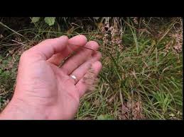 Attēlu rezultāti vaicājumam “Luzula luzuloides fruit”