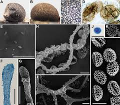 Attēlu rezultāti vaicājumam “Lycogala confusum spores”