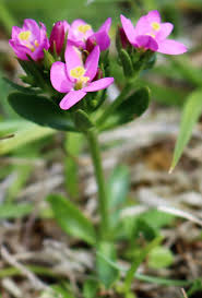 Attēlu rezultāti vaicājumam “Centaurium littorale flower”