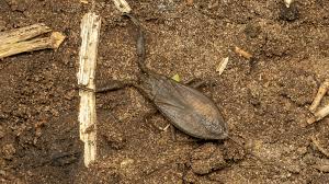 Attēlu rezultāti vaicājumam “Nepa cinerea”