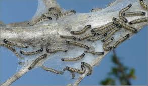 Attēlu rezultāti vaicājumam “Malacosoma neustria larva”