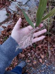 Attēlu rezultāti vaicājumam “Phragmites communis leaf”