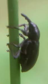 Attēlu rezultāti vaicājumam “Magdalis sp.”