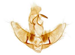 Attēlu rezultāti vaicājumam “Agonopterix ciliella”