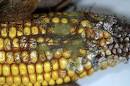 aflatoxin