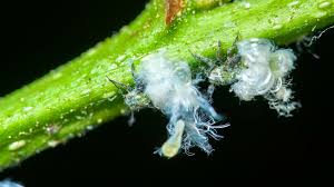 Attēlu rezultāti vaicājumam “Sternorrhyncha”