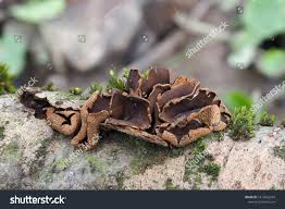 Attēlu rezultāti vaicājumam “Encoelia furfuracea”