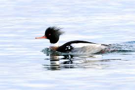 Attēlu rezultāti vaicājumam “Mergus serrator”