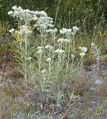 Attēlu rezultāti vaicājumam “Anaphalis margaritacea flower”