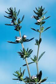 Image result for Satureja hortensis