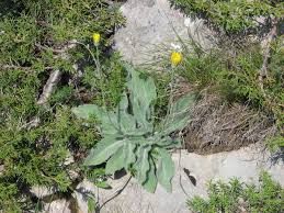 Attēlu rezultāti vaicājumam “Hieracium vulgatum”