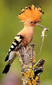 Attēlu rezultāti vaicājumam “Upupa epops”