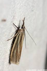 Attēlu rezultāti vaicājumam “Crambus”