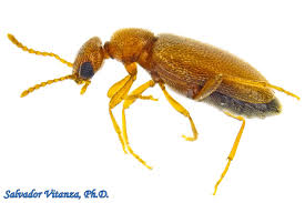 Attēlu rezultāti vaicājumam “Anthicidae”