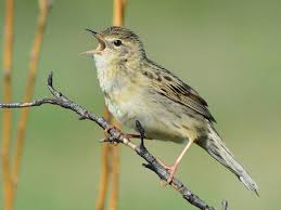 Image result for Locustella naevia