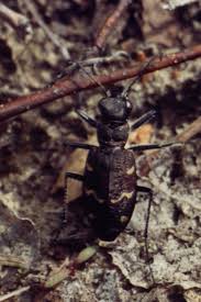 Attēlu rezultāti vaicājumam “Cicindela sylvatica”