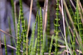 Attēlu rezultāti vaicājumam “Equisetum palustre”