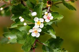 Attēlu rezultāti vaicājumam “Crataegus macracantha flower”