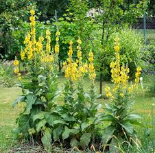 Image result for Verbascum thapsus