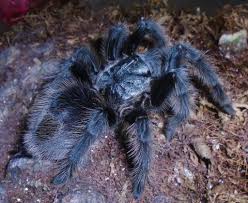 Znalezione obrazy dla zapytania Grammostola grossa