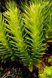 Attēlu rezultāti vaicājumam “Huperzia selago”