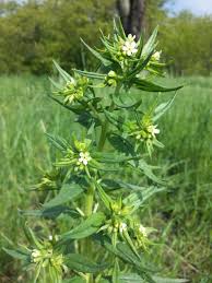 Attēlu rezultāti vaicājumam “Lithospermum officinale”