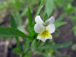 Attēlu rezultāti vaicājumam “Viola arvensis flower”