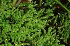 Attēlu rezultāti vaicājumam “Pohlia wahlenbergii var. calcarea”